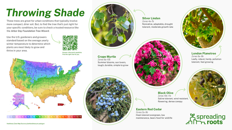 Spreading Roots infographic detailing tree species in different climate zones